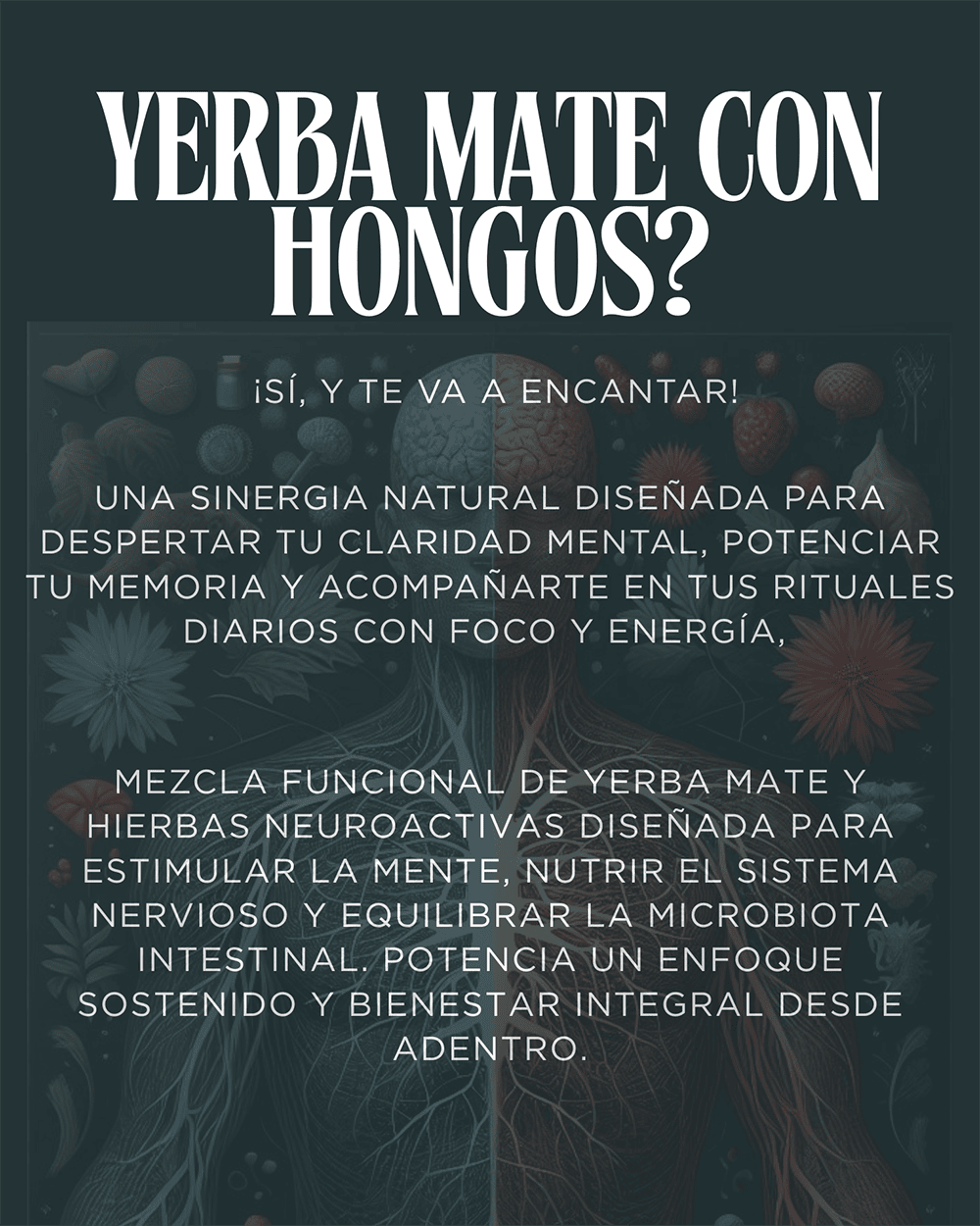 NeuroBlend - Yerba Mate para la mente y el intestino - Imagen 2